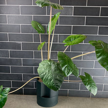 Load image into Gallery viewer, Yucatán Queen Alocasia
