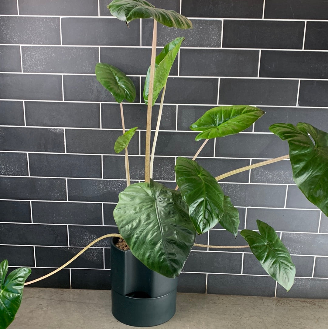 Yucatán Queen Alocasia – GOAT CITY PLANT DESIGN