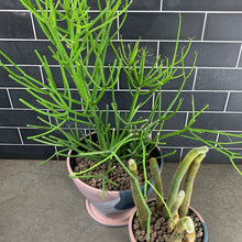 Load image into Gallery viewer, Cactus Duo
