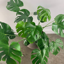 Load image into Gallery viewer, Natural Split Leaf
