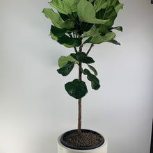 Load image into Gallery viewer, Fiddle Leaf

