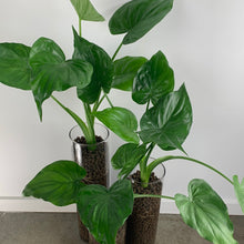 Load image into Gallery viewer, Trio of Alocasia
