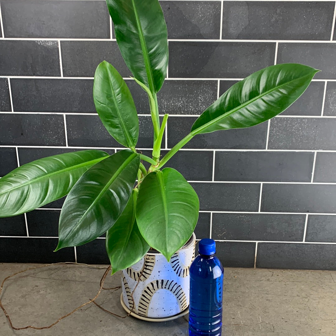 philodendron linnaei slim Philodendron Linnaei