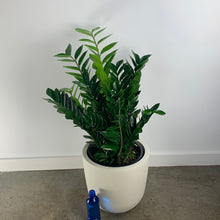 Load image into Gallery viewer, Modern Zz Plant
