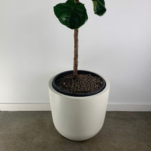 Load image into Gallery viewer, Fiddle Leaf
