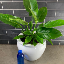 Load image into Gallery viewer, Congo Philodendron

