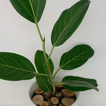 Load image into Gallery viewer, Ficus Audrey
