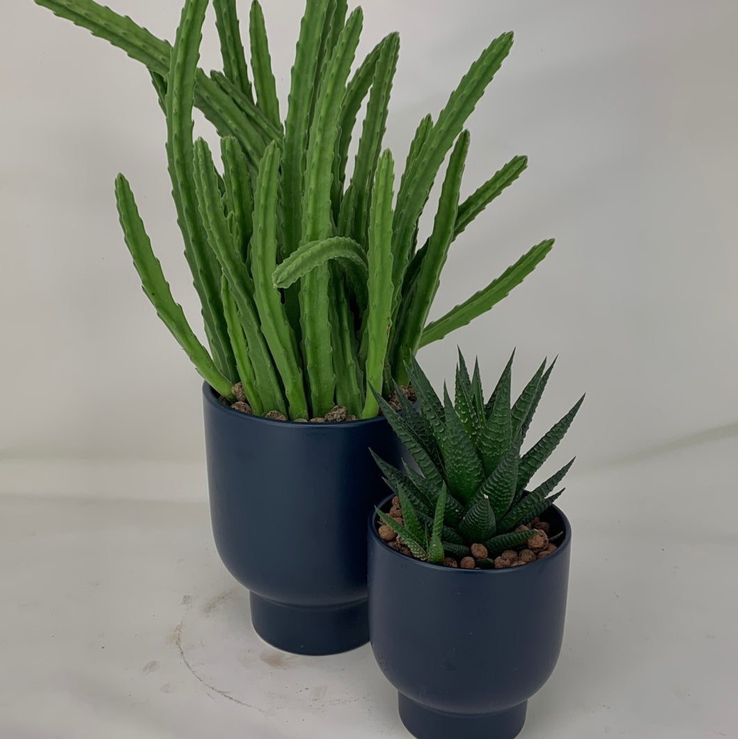 Succulent Arrangement