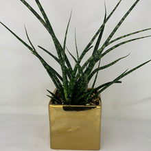 Load image into Gallery viewer, Fernwood Gold
