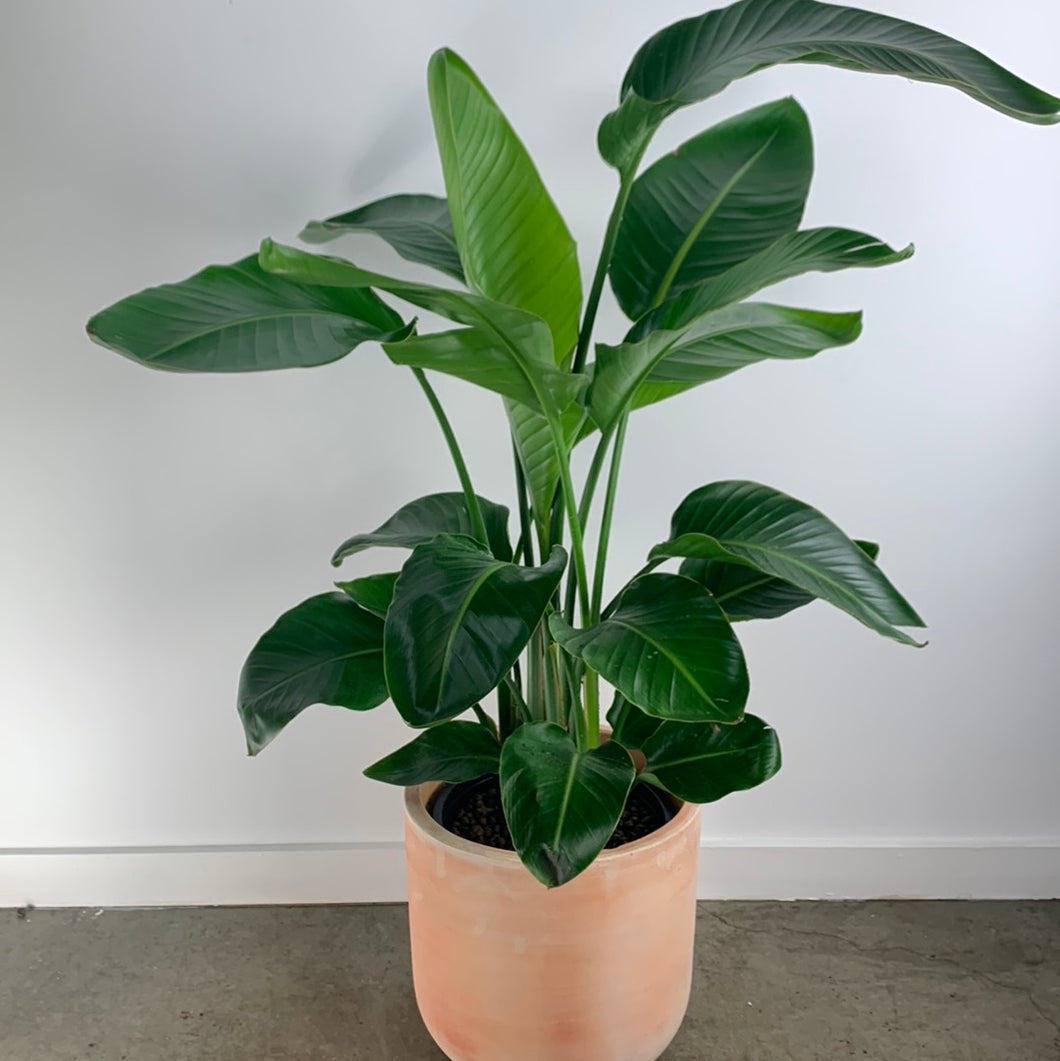 Bird of Paradise