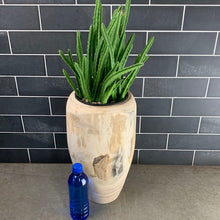 Load image into Gallery viewer, Cactus
