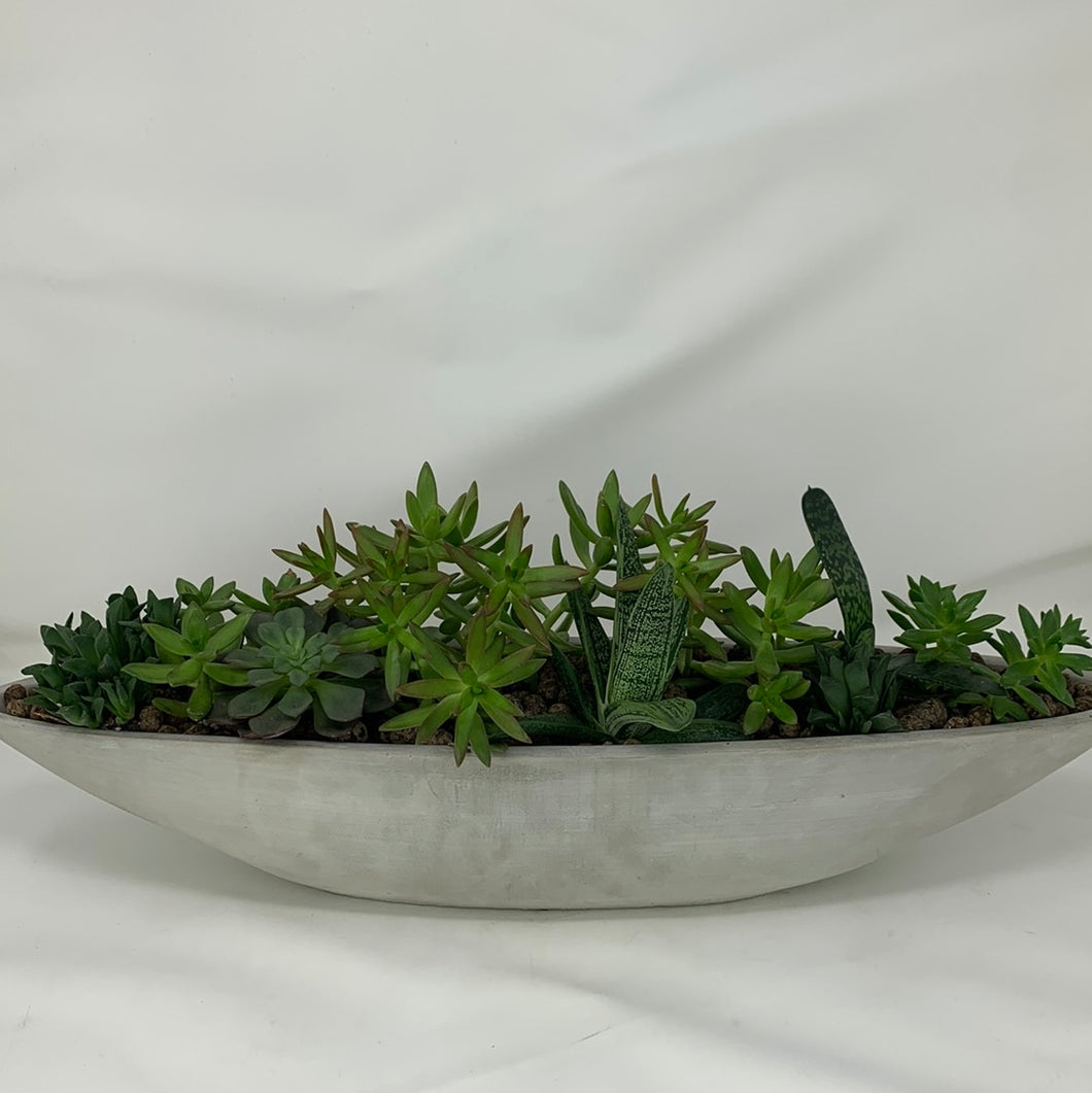 succulent boat Succulent Boat