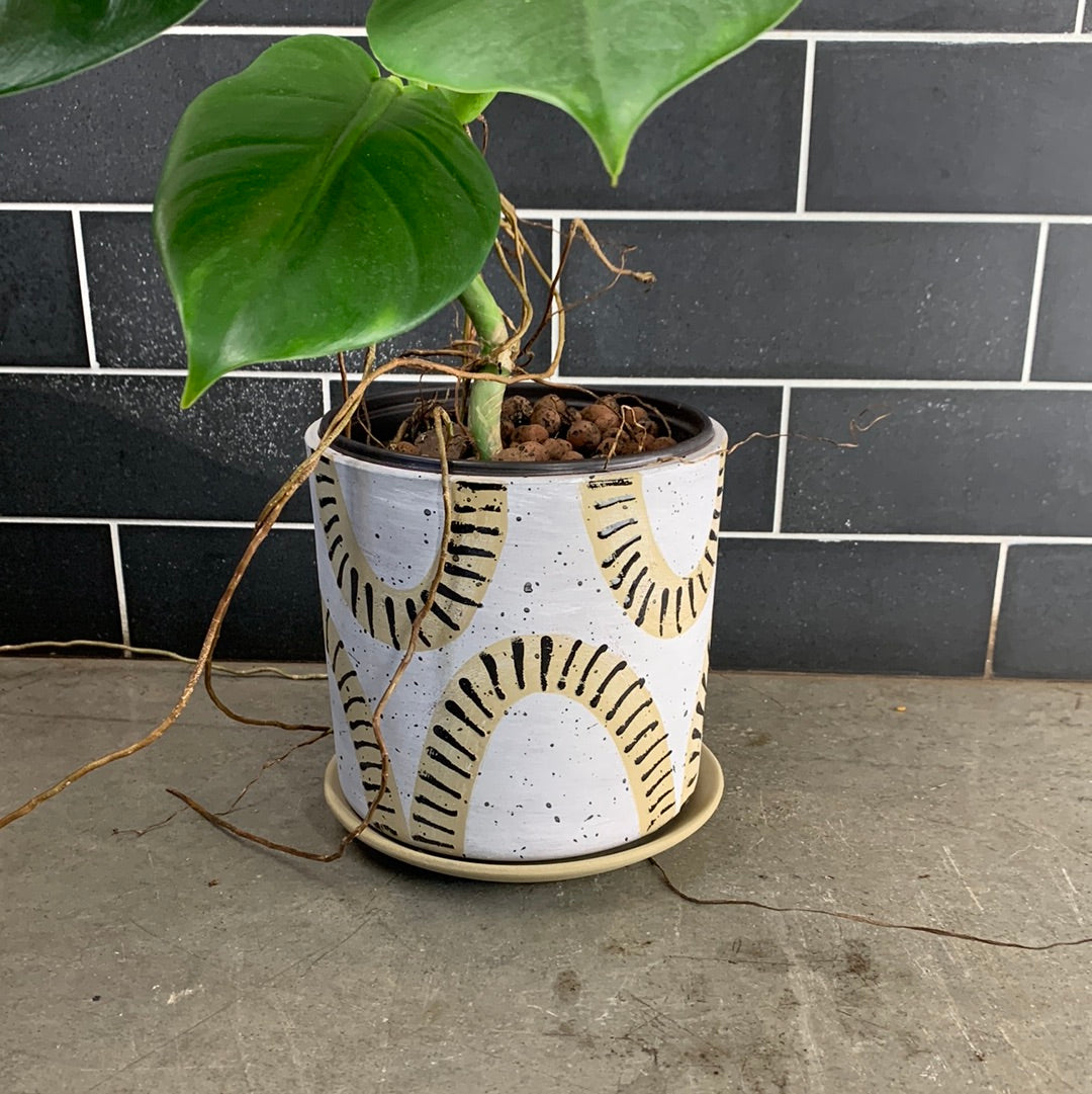 philodendron linnaei price Philodendron Linnaei – GOAT CITY PLANT DESIGN