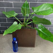 Load image into Gallery viewer, Philodendron
