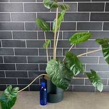 Load image into Gallery viewer, Yucatán Queen Alocasia
