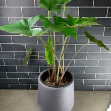 Load image into Gallery viewer, Alocasia

