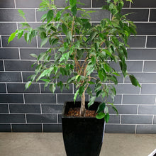 Load image into Gallery viewer, Ficus Benjamin
