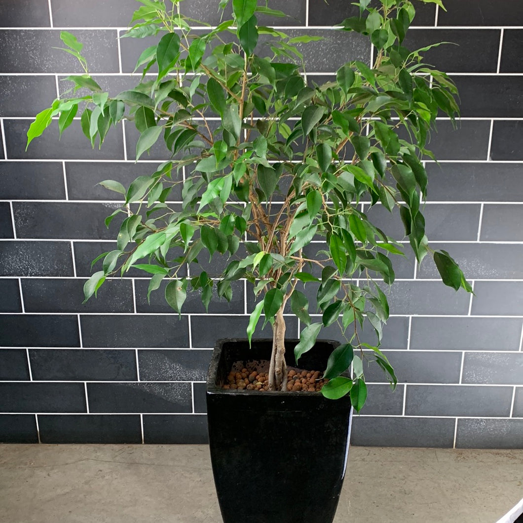 Ficus Benjamin