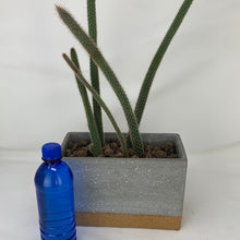 Load image into Gallery viewer, Cork Cactus
