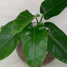 Load image into Gallery viewer, Congo Philodendron
