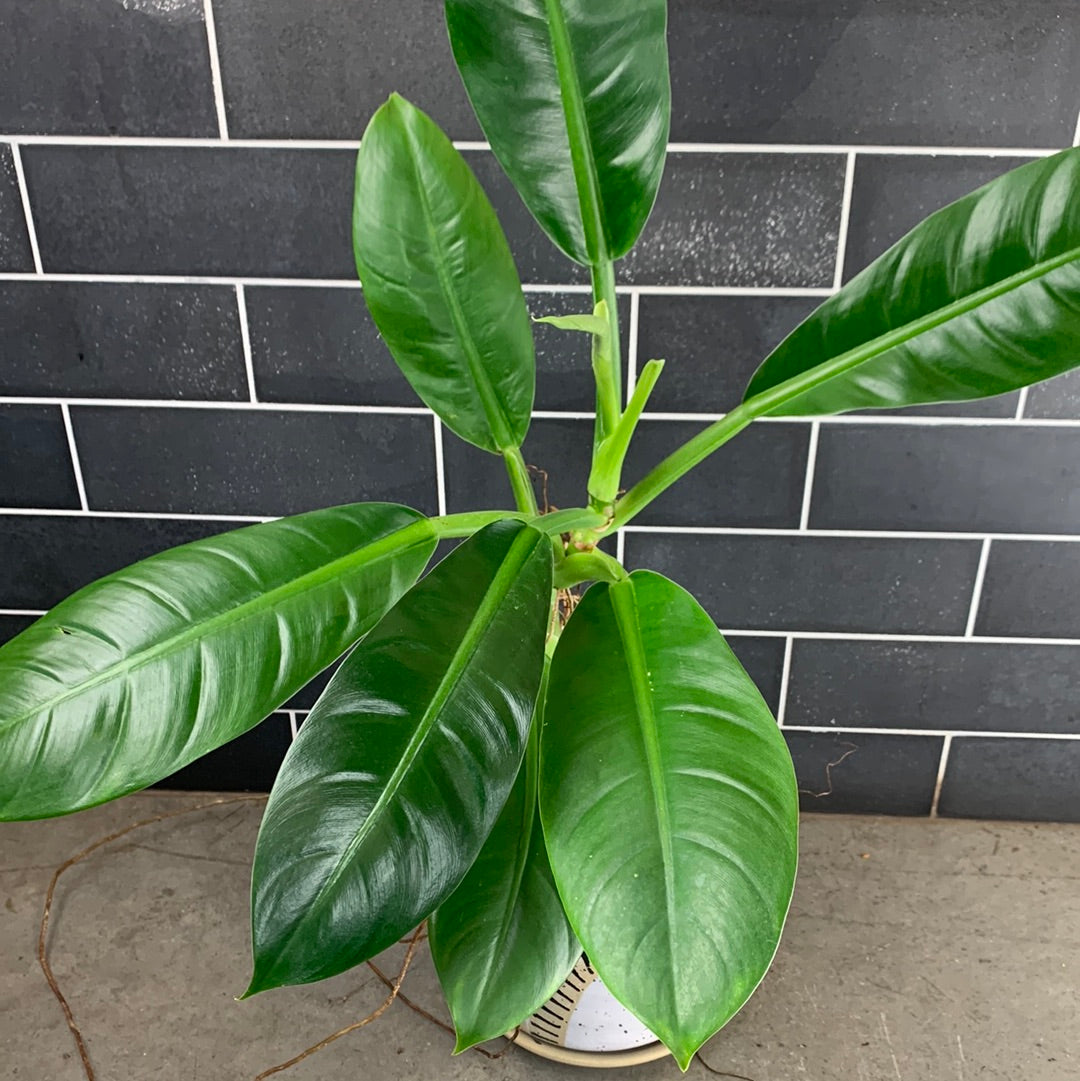 Philodendron Linnaei – GOAT CITY PLANT DESIGN