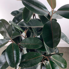 Load image into Gallery viewer, Rubber Plant
