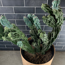Load image into Gallery viewer, Cactus

