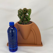 Load image into Gallery viewer, Cactus
