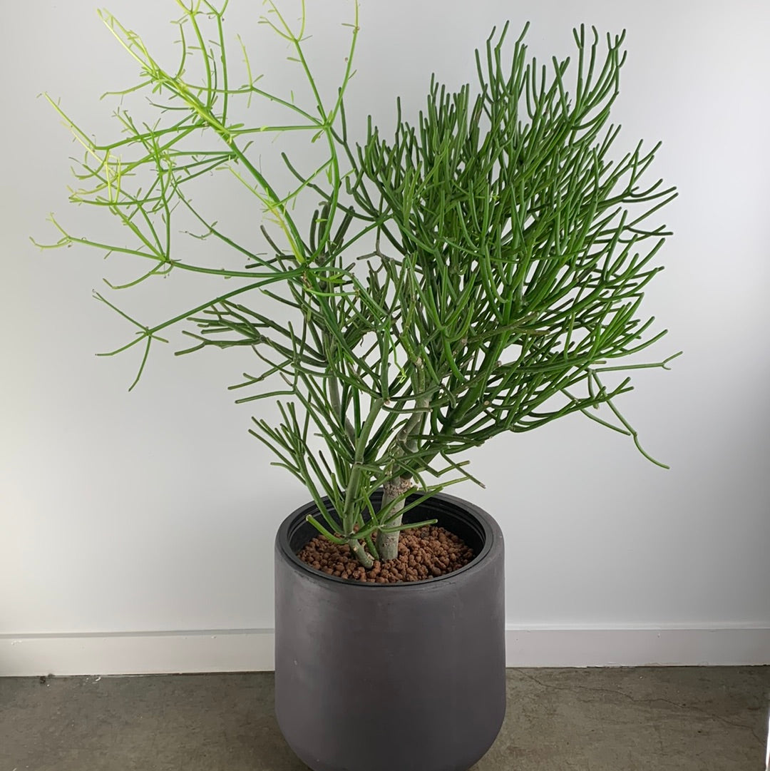 Pencil Cactus – GOAT CITY PLANT DESIGN