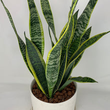 Load image into Gallery viewer, Yellow Snake Plant
