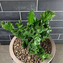 Load image into Gallery viewer, Industrial Cactus
