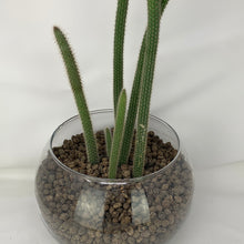 Load image into Gallery viewer, Cactus
