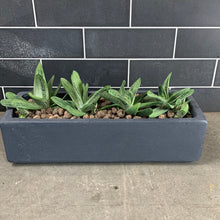 Load image into Gallery viewer, Gasteria
