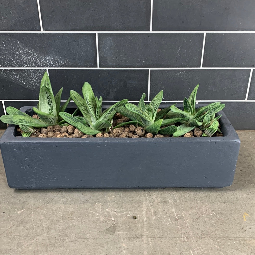 Gasteria