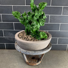 Load image into Gallery viewer, Industrial Cactus
