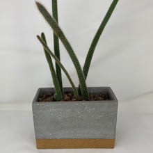 Load image into Gallery viewer, Cork Cactus
