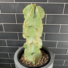 Load image into Gallery viewer, Totem Pole Cactus
