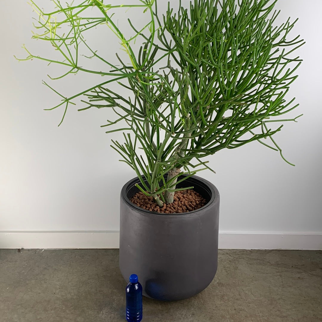 19313 pencil cactus dr Pencil Cactus – GOAT CITY PLANT DESIGN