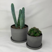 Load image into Gallery viewer, Cactus
