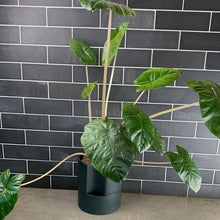 Load image into Gallery viewer, Yucatán Queen Alocasia
