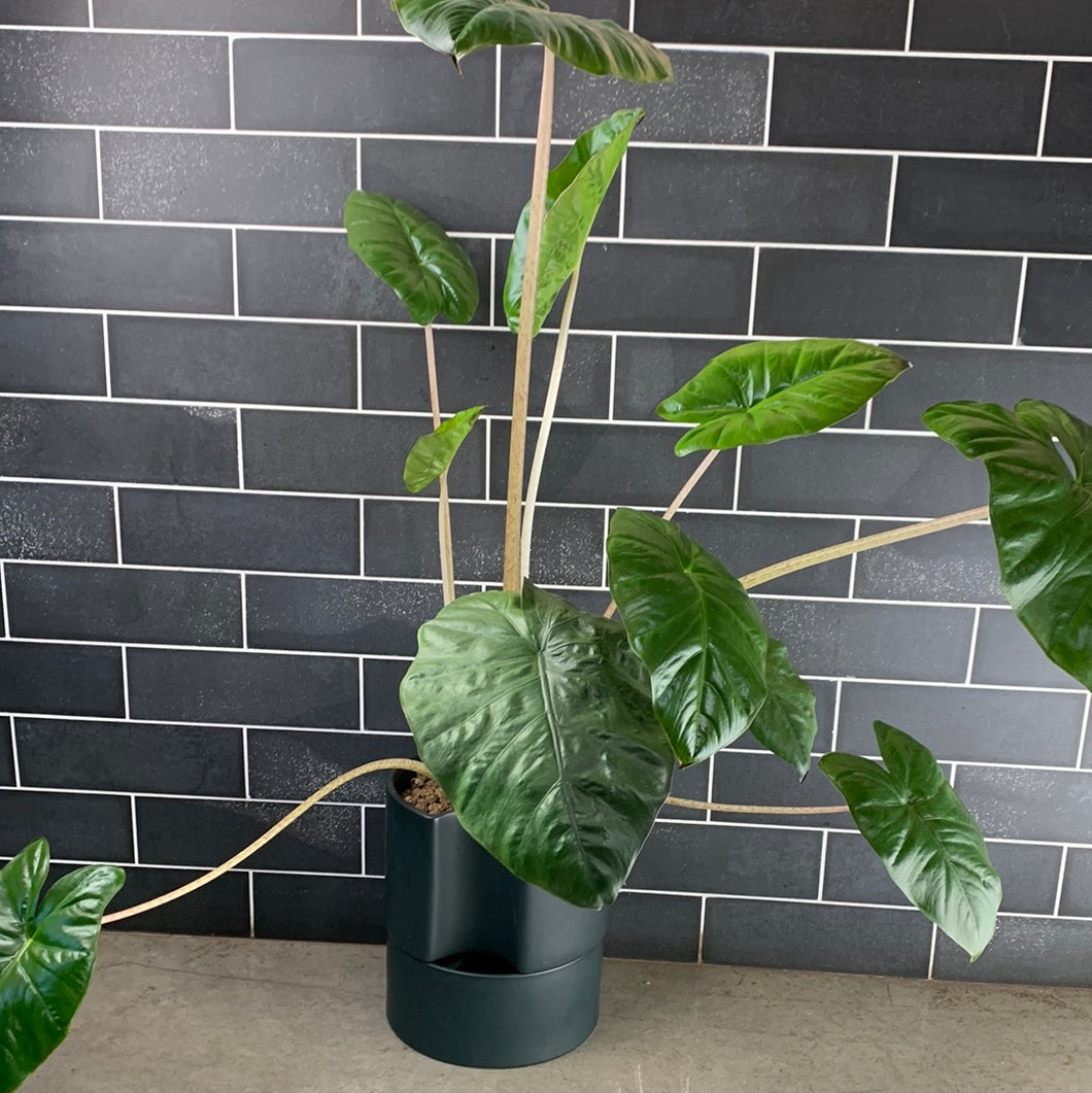 Yucatán Queen Alocasia