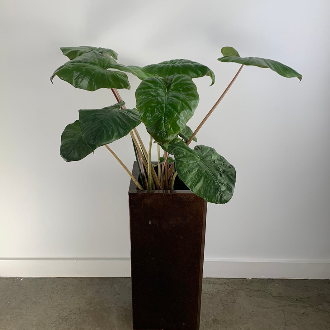 Alocasia