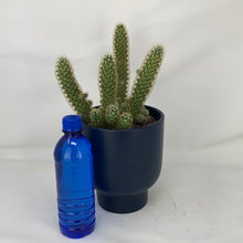 Load image into Gallery viewer, Cactus
