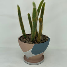 Load image into Gallery viewer, Cactus
